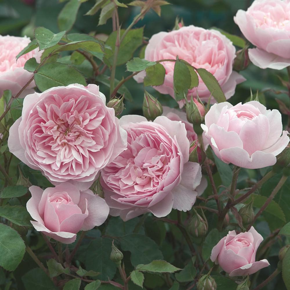 バラ予約】 バラ大苗 ウィズレー2008 【申込期限：2月22日】 の