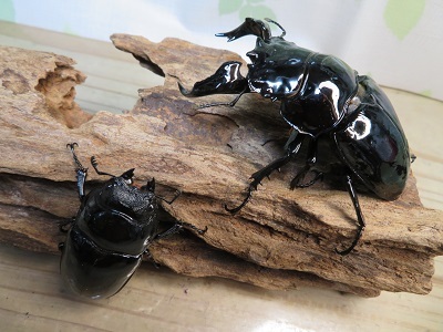 ☆大型新成虫☆タランドゥスオオツヤクワガタ♂83ミリ♀54ミリペア販売