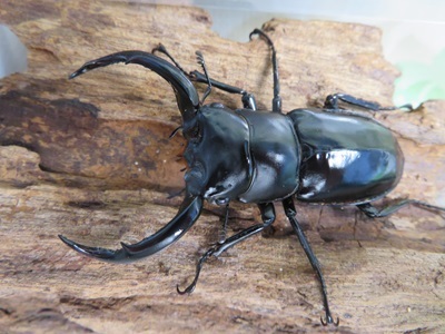 25年種親用☆LDV産☆ウエストウッディ オオシカクワガタ♂63ミリ♀40