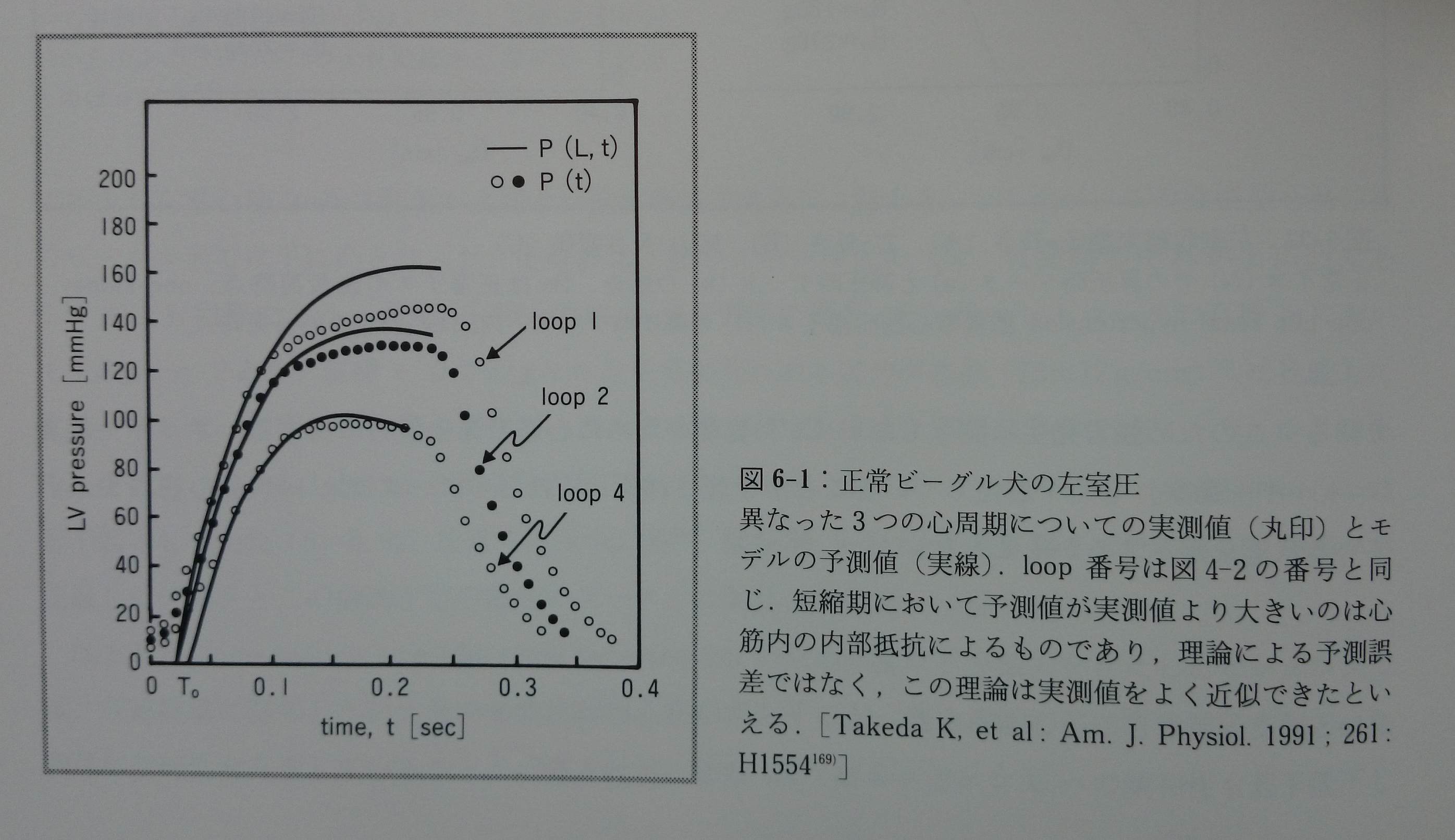 心臓の活性化理論と心不全□ 5.心筋の力－長さ－時間関係 – けやき坂