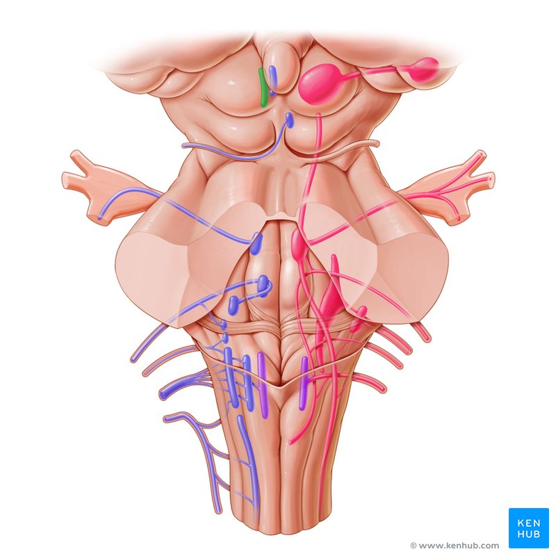 Ocular motor cranial nerves: Functions | Kenhub