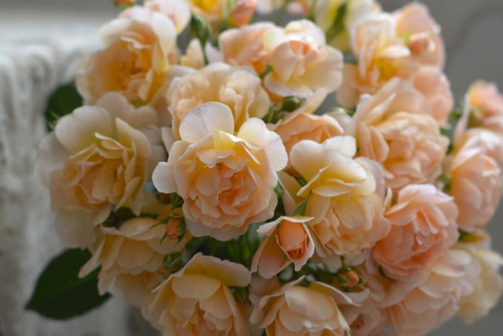 ローズ・ドゥ・メルスリー2025秋新品種発表 | 河本バラ園