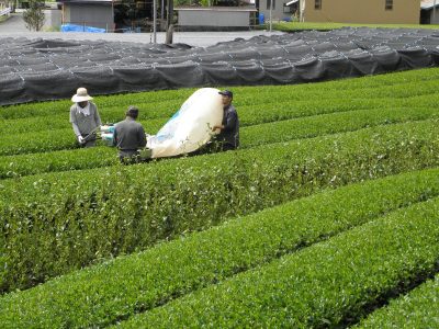 ハサミ」？と呼ばれる品評会出品茶も茶摘みへ | 川根茶ポータル