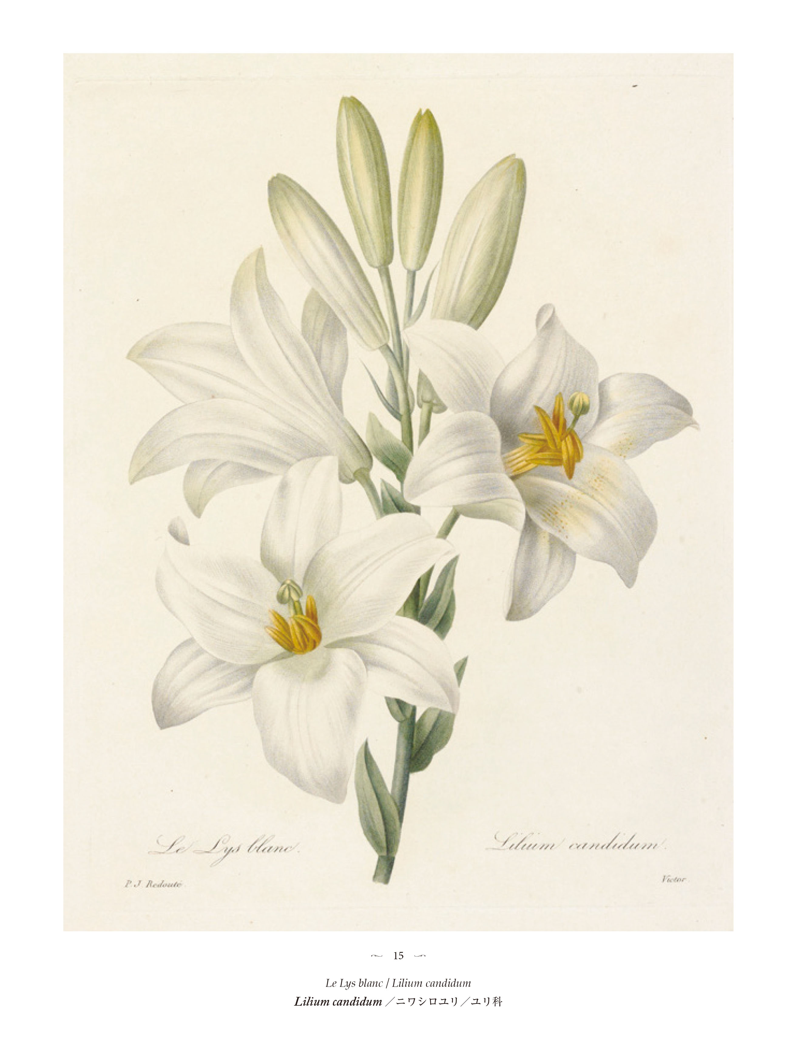 美花選 【普及版】 :ピエール=ジョゼフ・ルドゥーテ | 河出書房新社