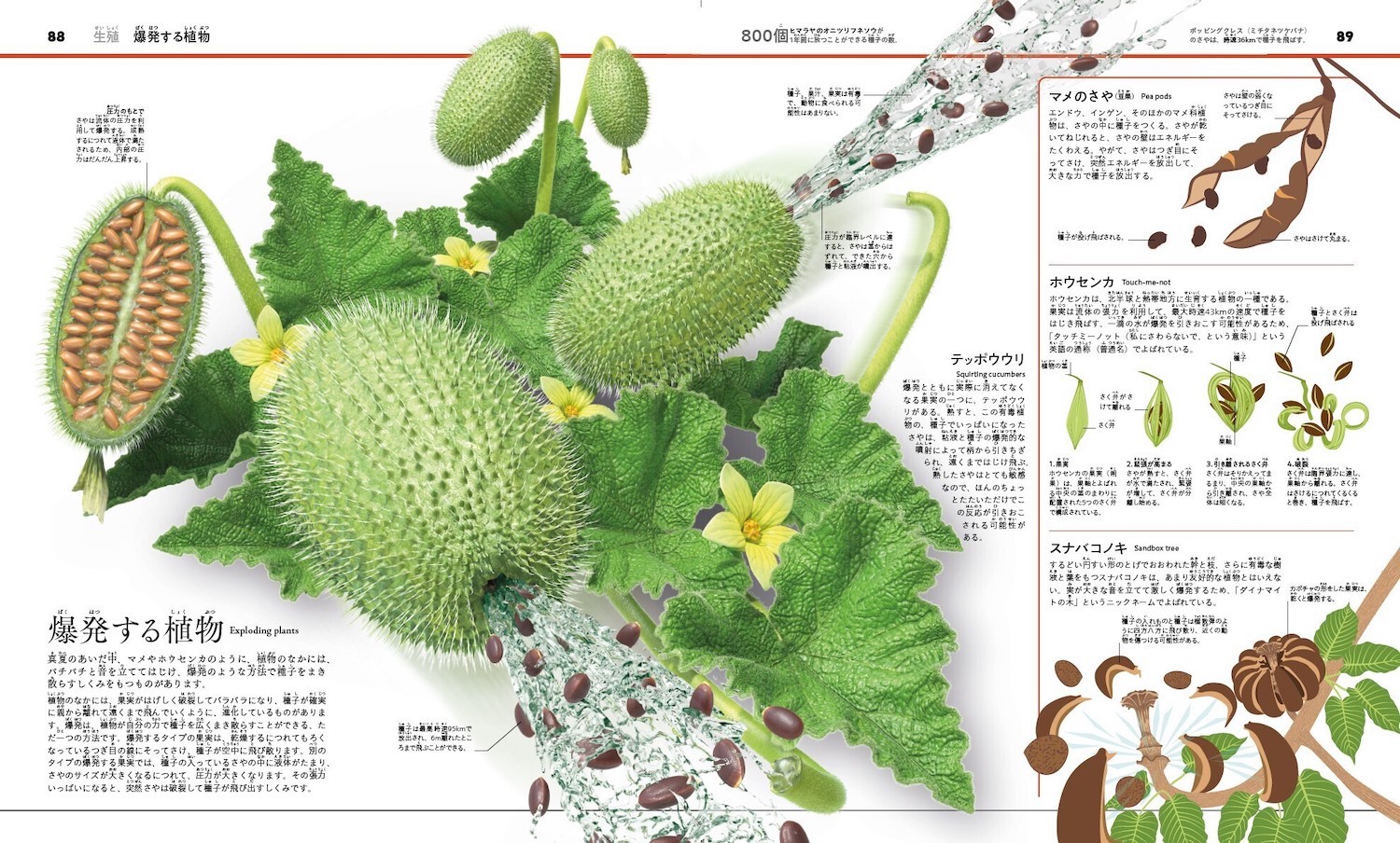 まるごとわかる！ 植物と菌類のサイエンス大図鑑 :DK社,清水 晶子