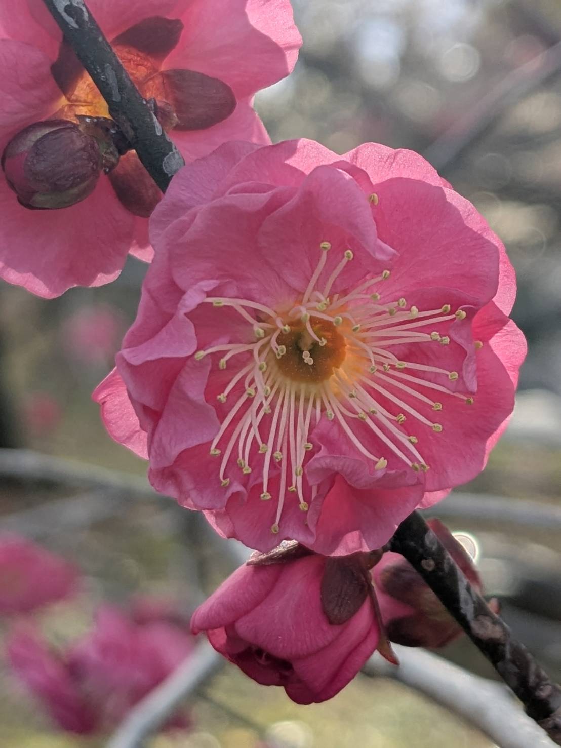 鹿児島紅梅 | かざはやの里【公式サイト】