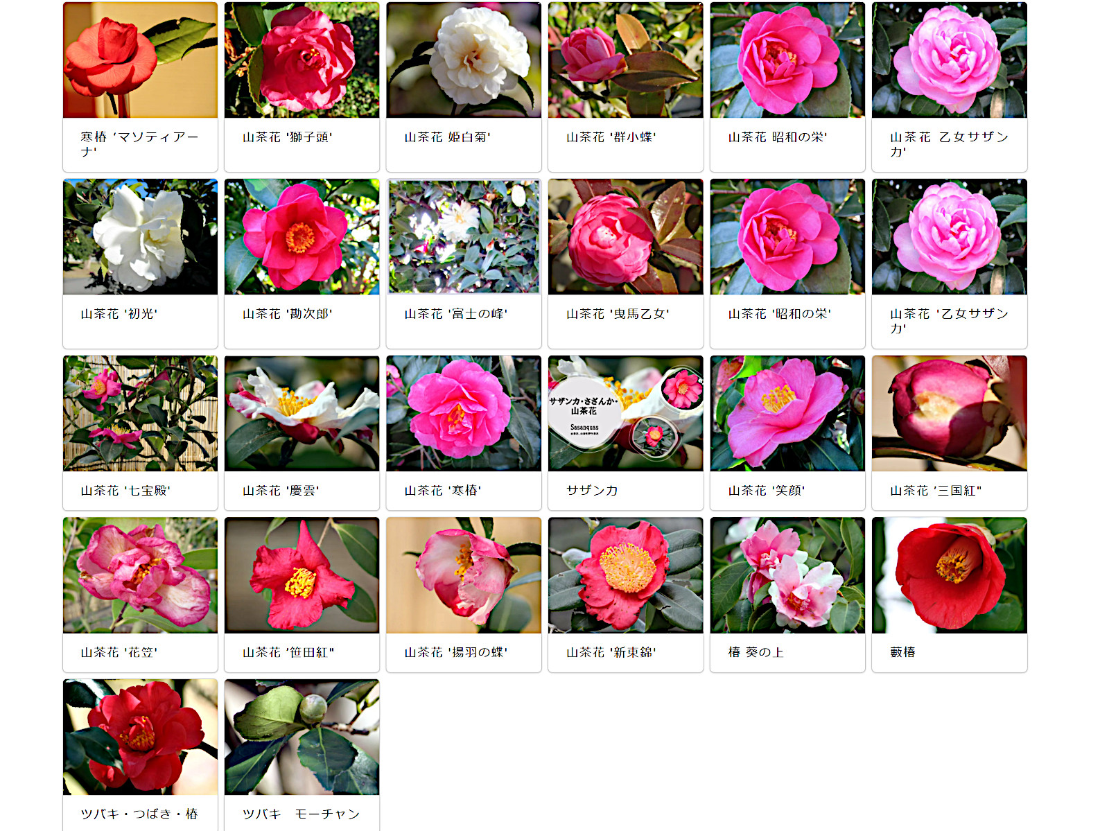 カンツバキ（寒椿）【かぎけんWEB】