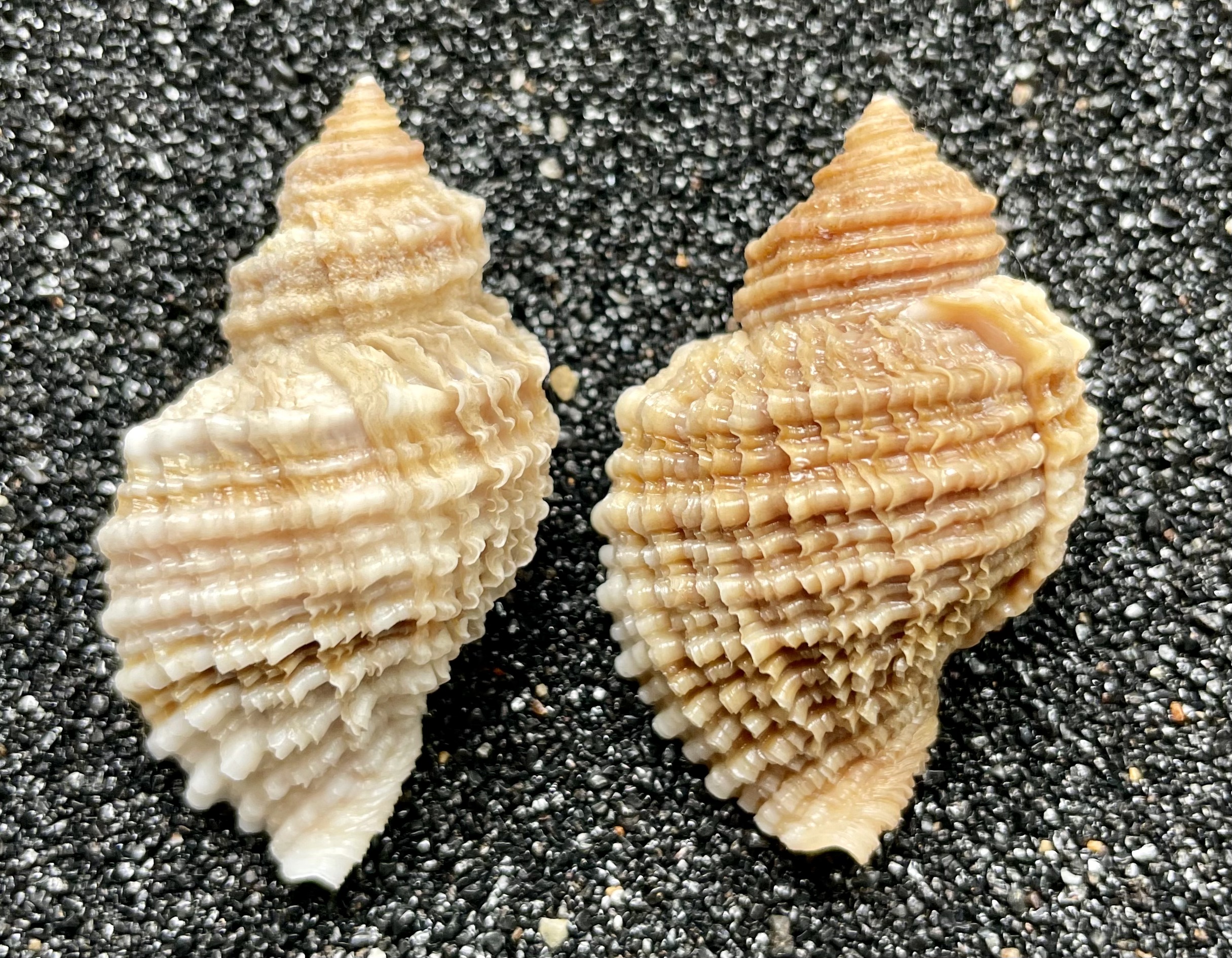 No. 57 エゾチヂミボラ（蝦夷縮法螺） 貝殻の問屋さん- 世界の貝殻