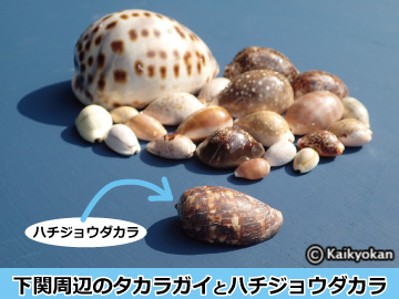 熱帯性巻貝「ハチジョウダカラ」を山口県で初確認！ | 市立しものせき