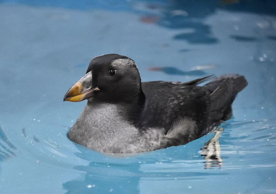 飼育員が人工保育した絶滅危惧種の海鳥「エトピリカ」の展示決定