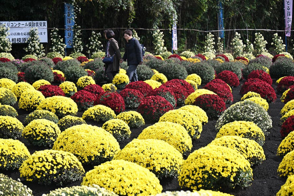 相模原の秋の風物詩、親しまれた「ざる菊」見納め 約1300株が見頃
