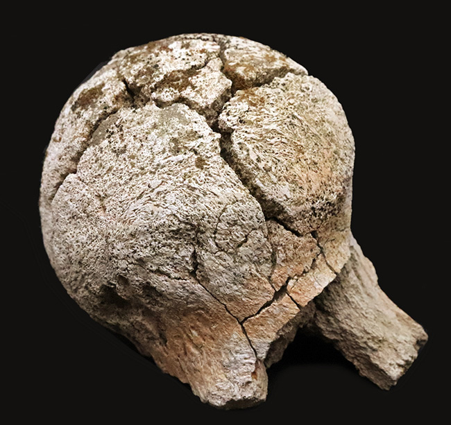 トリケラトプス（Triceratops horridus）の化石コレクター必見！一体