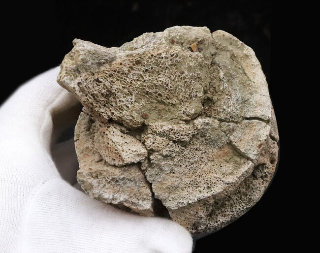 トリケラトプス（Triceratops horridus）の化石コレクター必見！一体