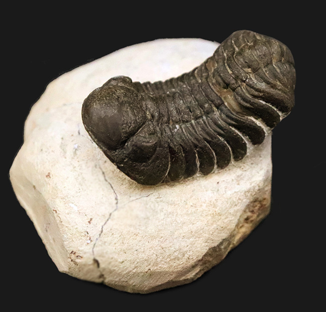 ダイナミックなポーズが印象的！細部まで精緻にクリーニングされた三