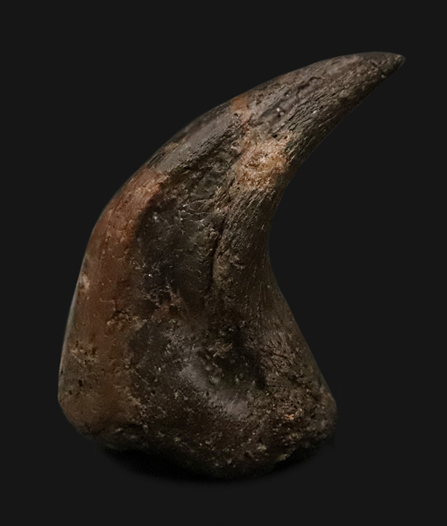 超希少・博物館級！デイノニクスの鉤爪と歯の化石 値段交渉可能 超希少