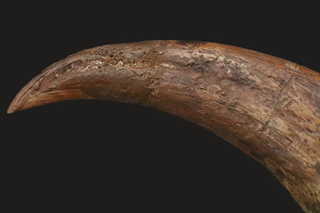 自然が作り出した芸術品！北アフリカの湿地帯を支配したスピノサウルス