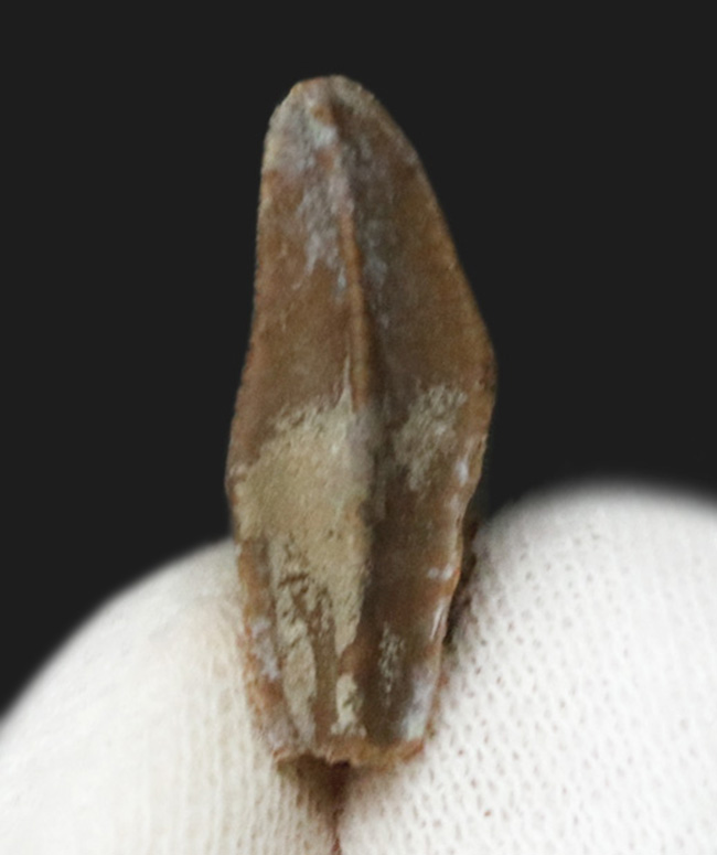 アロサウルス実物歯化石 トキワ様以外の方の購入は受け付けません