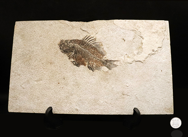 美品、自然が作り出したアート！約4000万年前の絶滅古代魚、ベリーレア