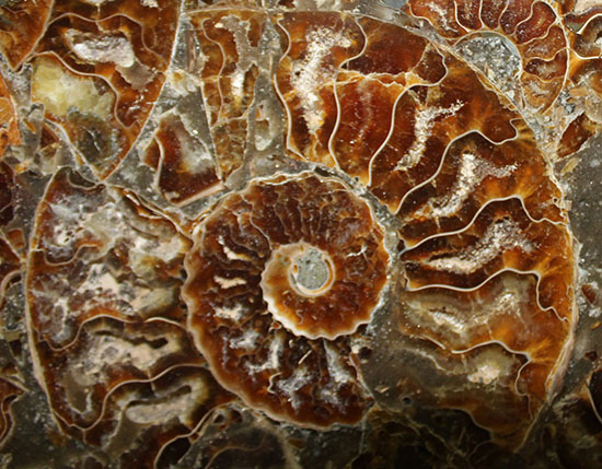 羽幌 木や結晶が混ざったアンモナイトの群生 化石 /インテリア 家具