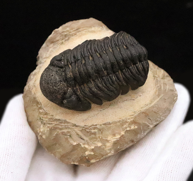 大型！保存状態も大変良好、特に尾部のクリーニングは必見です