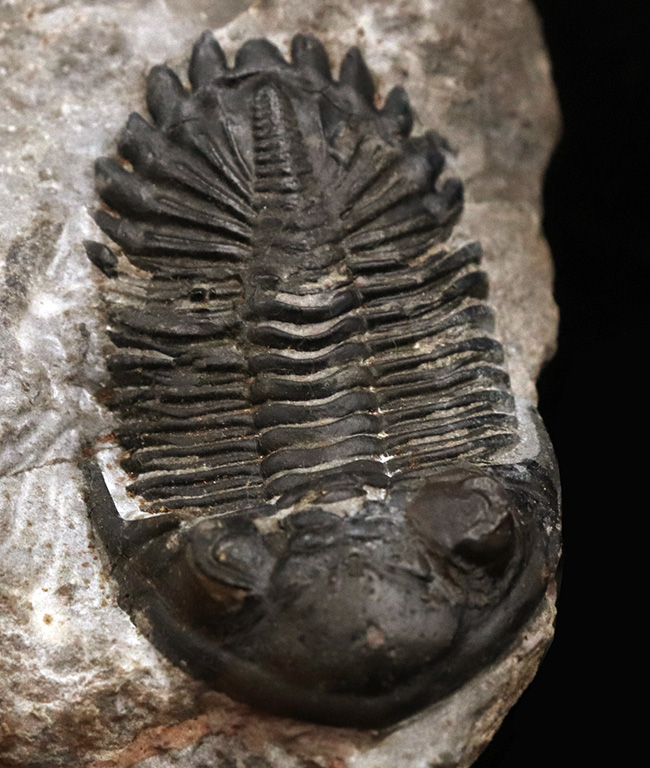 三葉虫モロッコ産⑥ホラルドプスHollardops？化石デボン紀修復跡有り