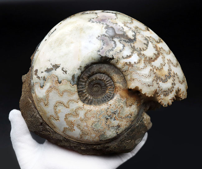 特徴的な縫合線模様は必見！ドイツ産ジュラ紀の大きなアンモナイト