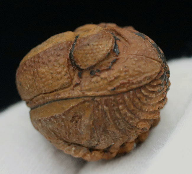 エンロール（防御）姿勢を取ったパックマン！モロッコ産の三葉虫