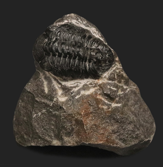 複眼にご注目！モロッコのアルニフで発見された三葉虫、リードプス