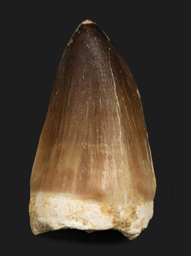 白亜紀末期の海に現れた、最大級の捕食者、モササウルス（Mosasaurus