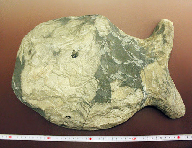 ウルトラレア！ブラジル・サンタナ層産の絶滅古代魚、ピクノドン類の