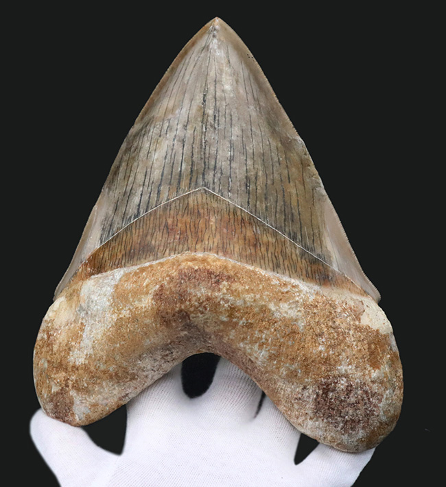 メガロドン歯化石 楽天市場】【送料無料】【メガロドン /化石/歯/恐竜