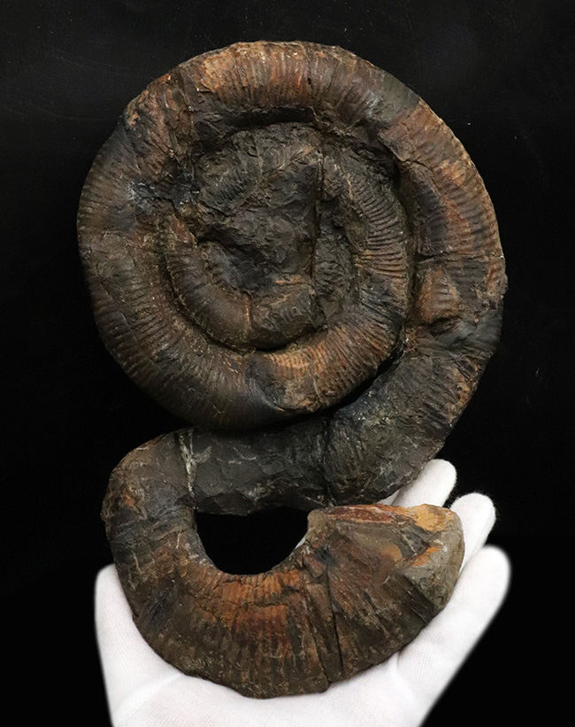 これぞ博物館級、日本でしか見つからない希少性マックスの異常巻き