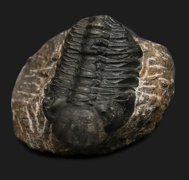 モロッコ・アルニフのデボン紀地層から発見された三葉虫、ファコプス