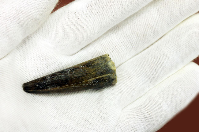 大変勝手ながらビギナーの方はご遠慮ください、恐竜マニア垂涎の品、二