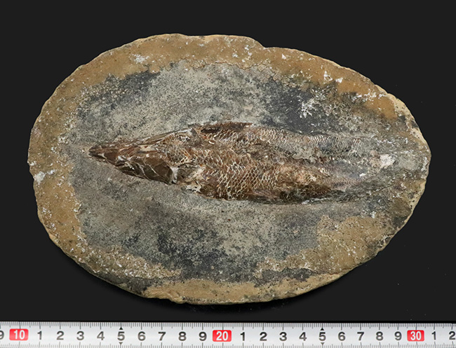 大きい！ラーゲルシュテッテンとして知られるブラジル・サンタナ層から