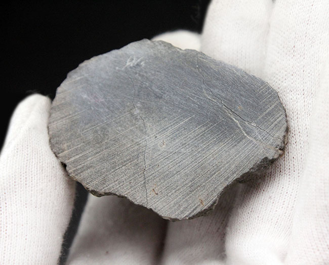 一品限り！極めてレアな三葉虫、パラホマロノトゥス（Parahomalonotus