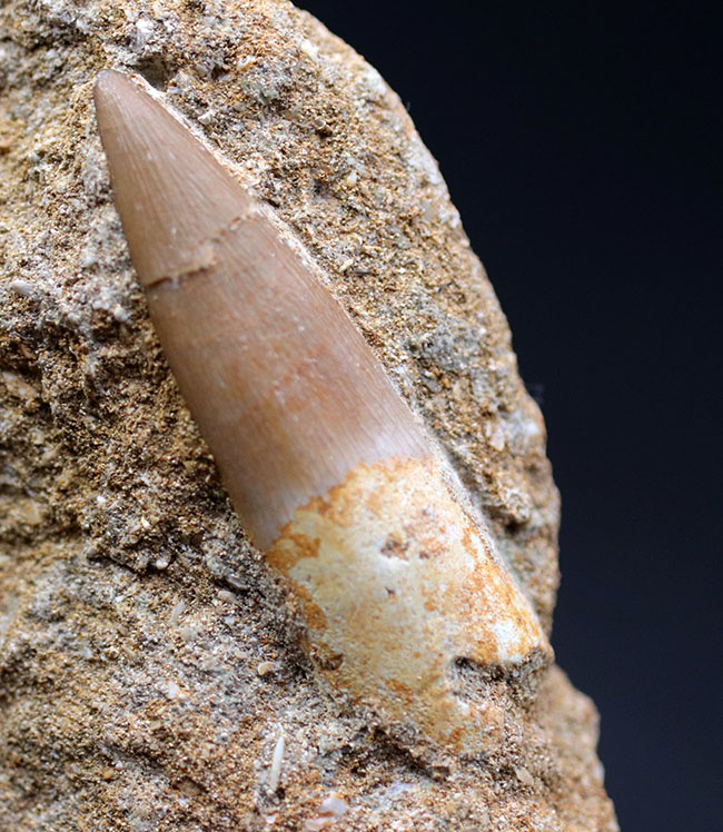 皺まで確認できる美しいエナメル質によって被われた極めて上質な歯化石