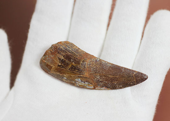 鋭い先端！スレンダータイプのカルカロドントサウルス歯化石 恐竜 販売