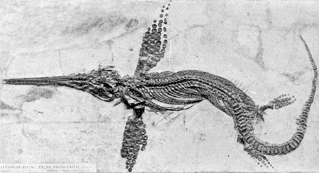 イクチオサウルス、化石の通販・販売｜厳選した本物のイクチオサウルス