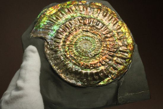 すさまじい大きさ！巨大！直径12.8cmを誇る最高級イギリス産