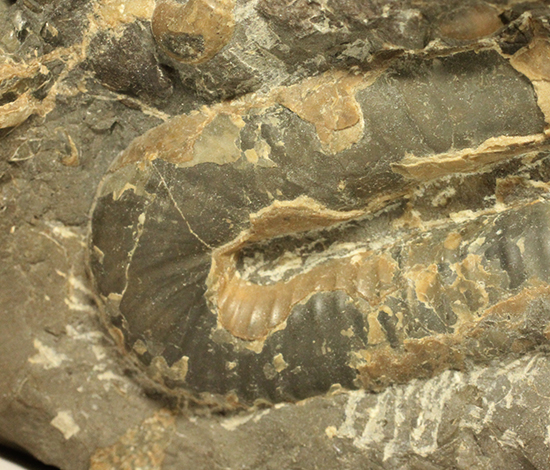 異常巻きアンモナイト、北海道産ポリプチコセラス アンモナイト 販売