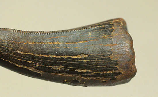 野太い！食物連鎖の頂点に君臨していたダスプレトサウルスの太い歯化石