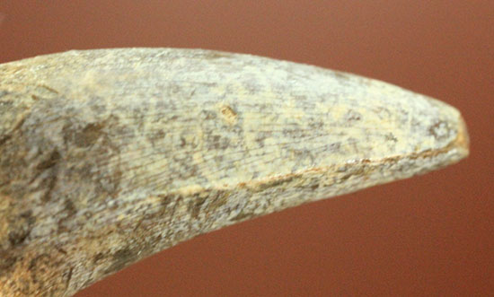 堂々とした威厳ある形、根本から先端までずっと太い