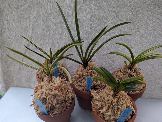 商品詳細｜布木の里 花信｜古典植物・山野草の専門店 フラワー