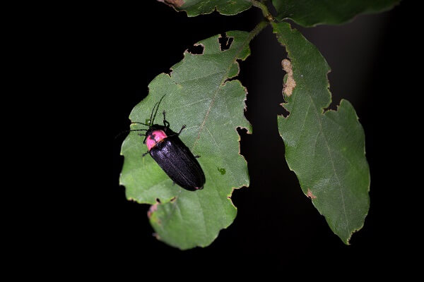 芒種」に見られるゲンジボタルは、世界でも珍しい希少種。 – ブログ