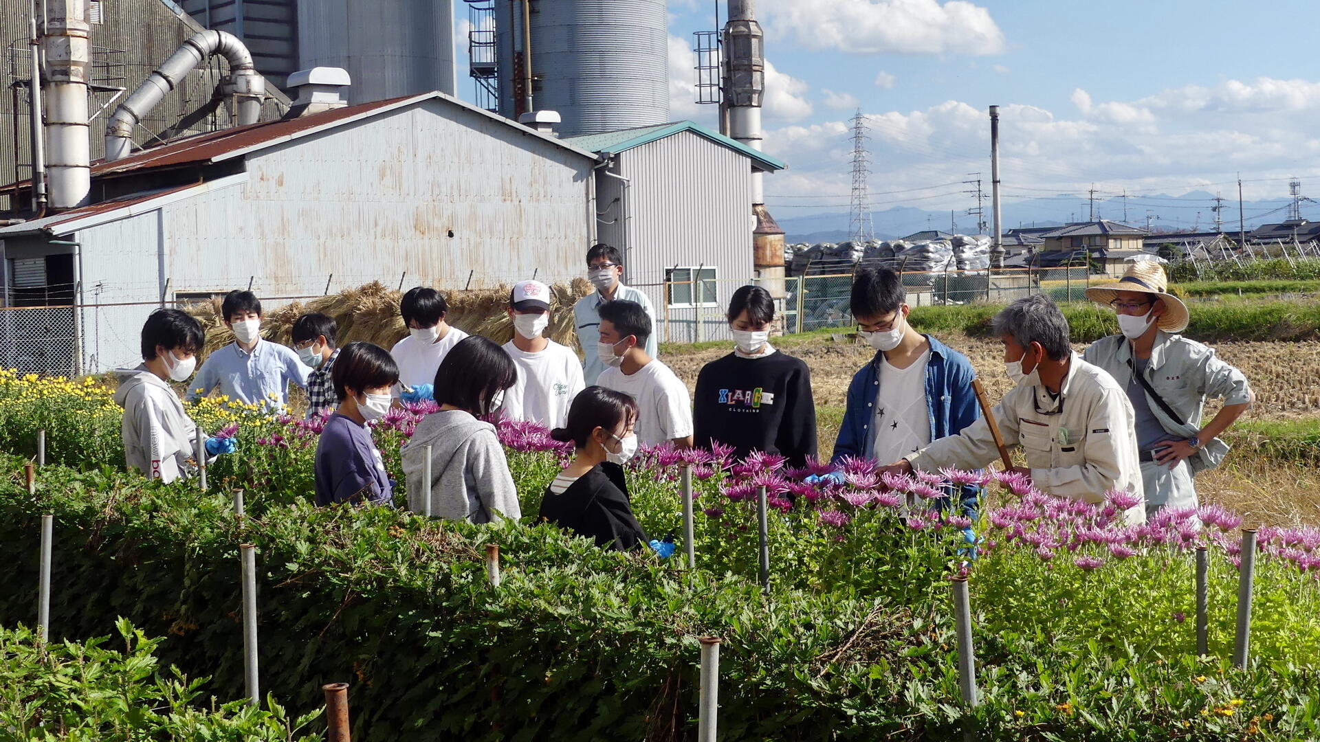 近畿大学農学部生が葛城市の特産物「二輪ギク」の収穫を体験、農業体験