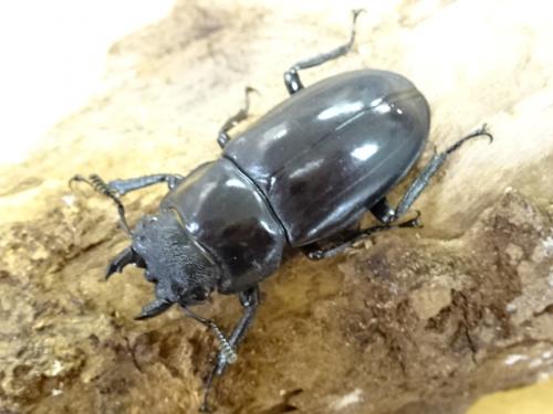 くわかぶプラネット / 【WD】リノケロスフタマタクワガタペア