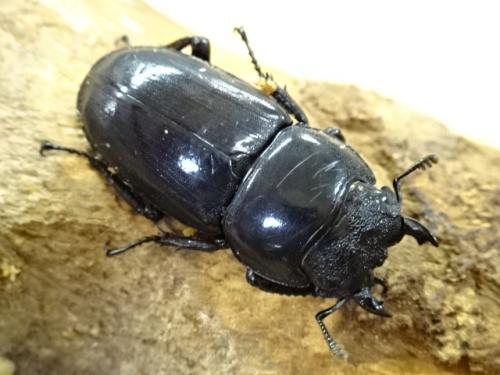 くわかぶプラネット / ラオスオオヒラタクワガタ(インドヒラタ)ペア