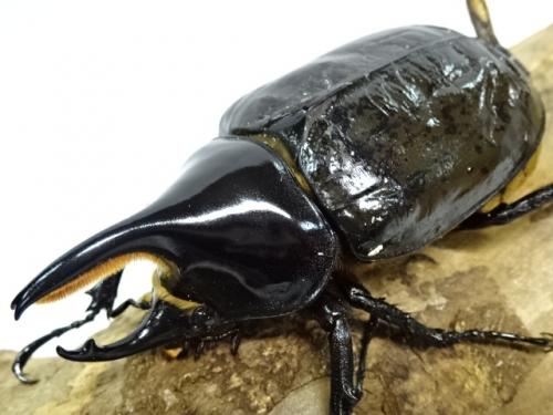 くわかぶプラネット / モロンシロカブトペア