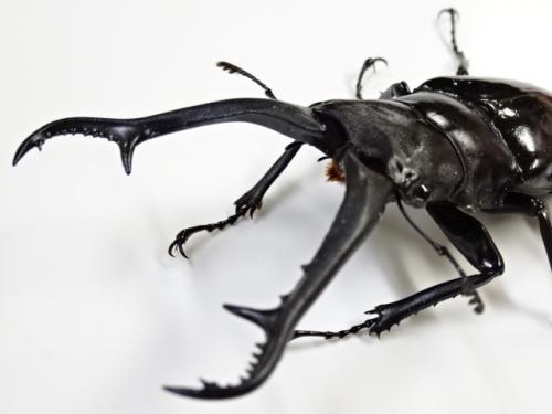 くわかぶプラネット / ギラファノコギリクワガタ(ダイスケ)幼虫 3頭セット